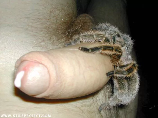 Arachnophobia At Its Peak Nudes Nsfw Wtf NUDE PICS ORG