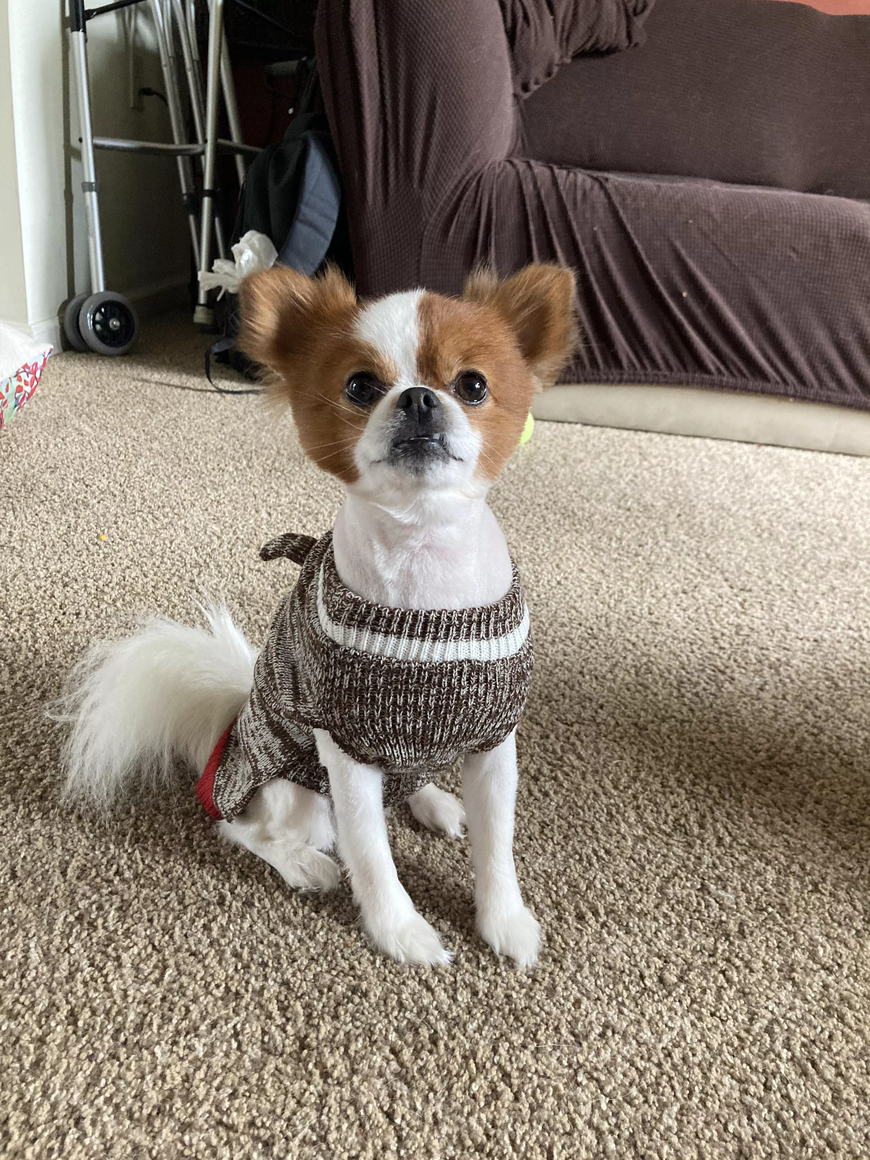 Gizmo Sporting His Sock Monkey Sweater Nudes Sweaterpuppies Nude