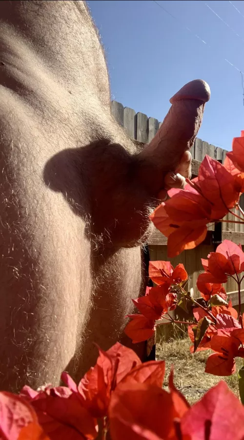 🌺