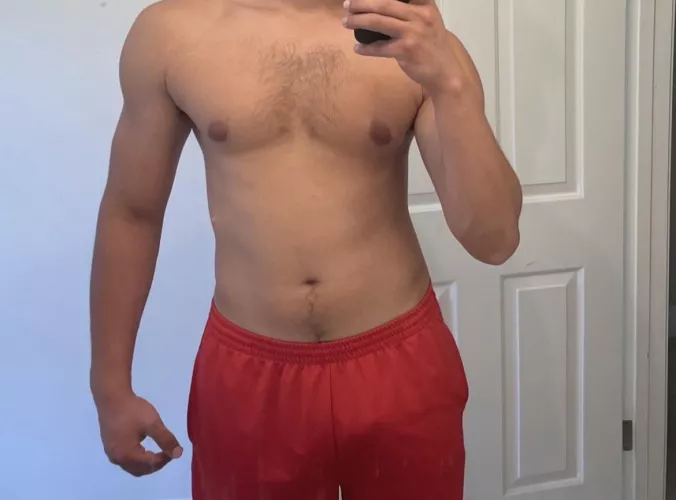24M Experienced and Fit Bull 24M Experienced and Fit Bull