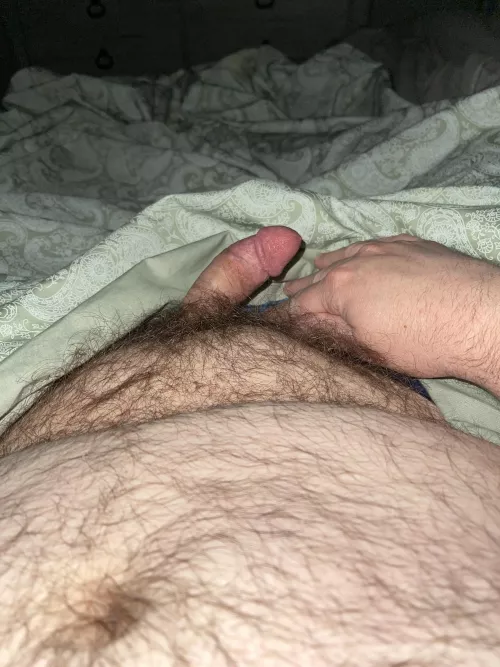 [38] bear cum