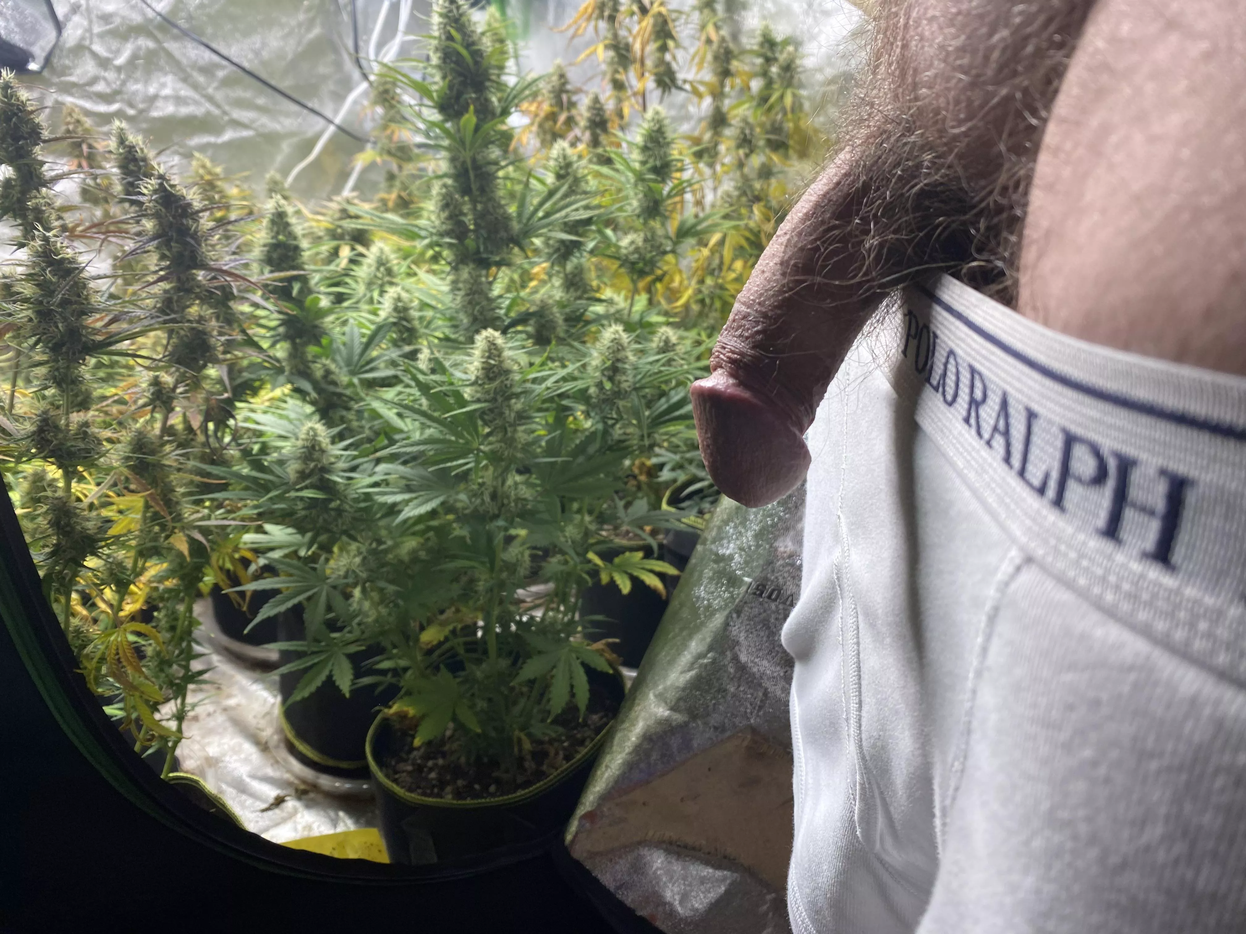 57 waiting for white widow auto to finish the next 4 weeks