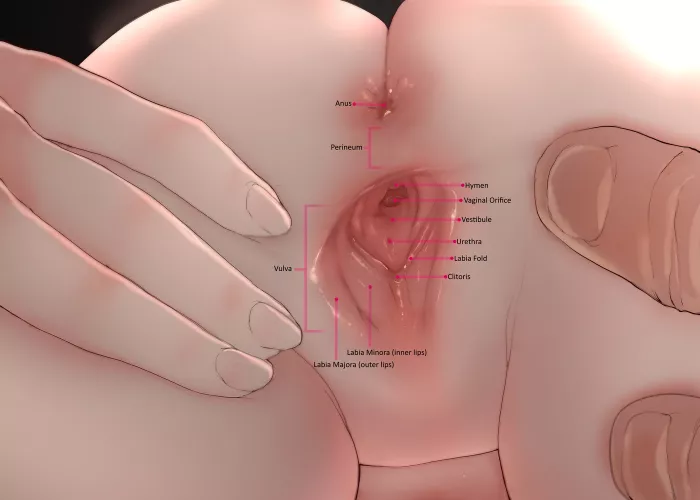 A bit of sex ed if you dont mind A bit of sex ed if you dont mind