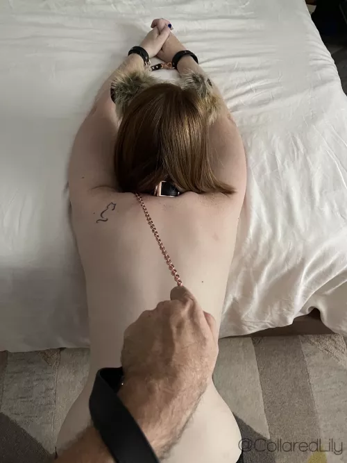 A firm hand on my leash makes me feel π€€