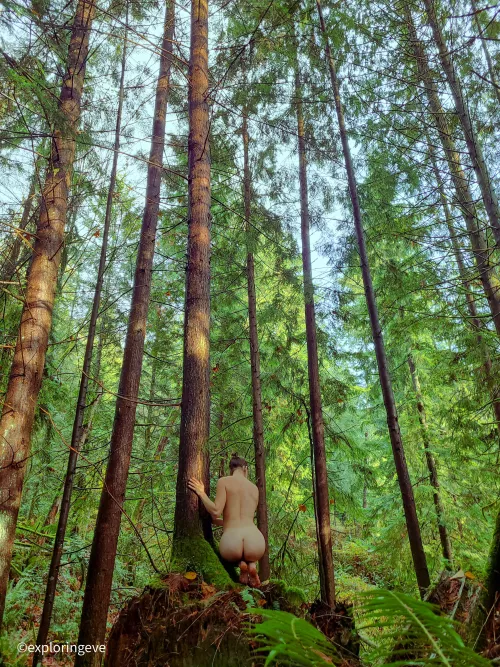 A forest a day, keeps the mind at bay 🌲 A forest a day, keeps the mind at bay 🌲