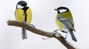 a great pair of tits