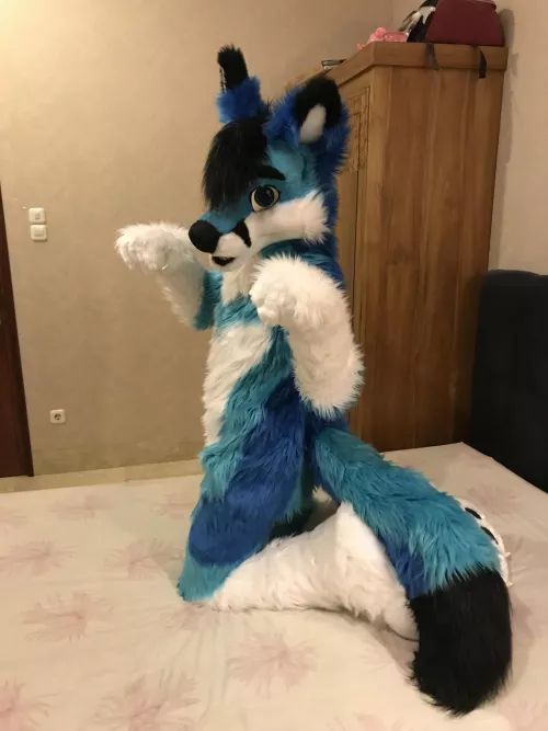 A Kit Fox When You Say It Was Time for Games: