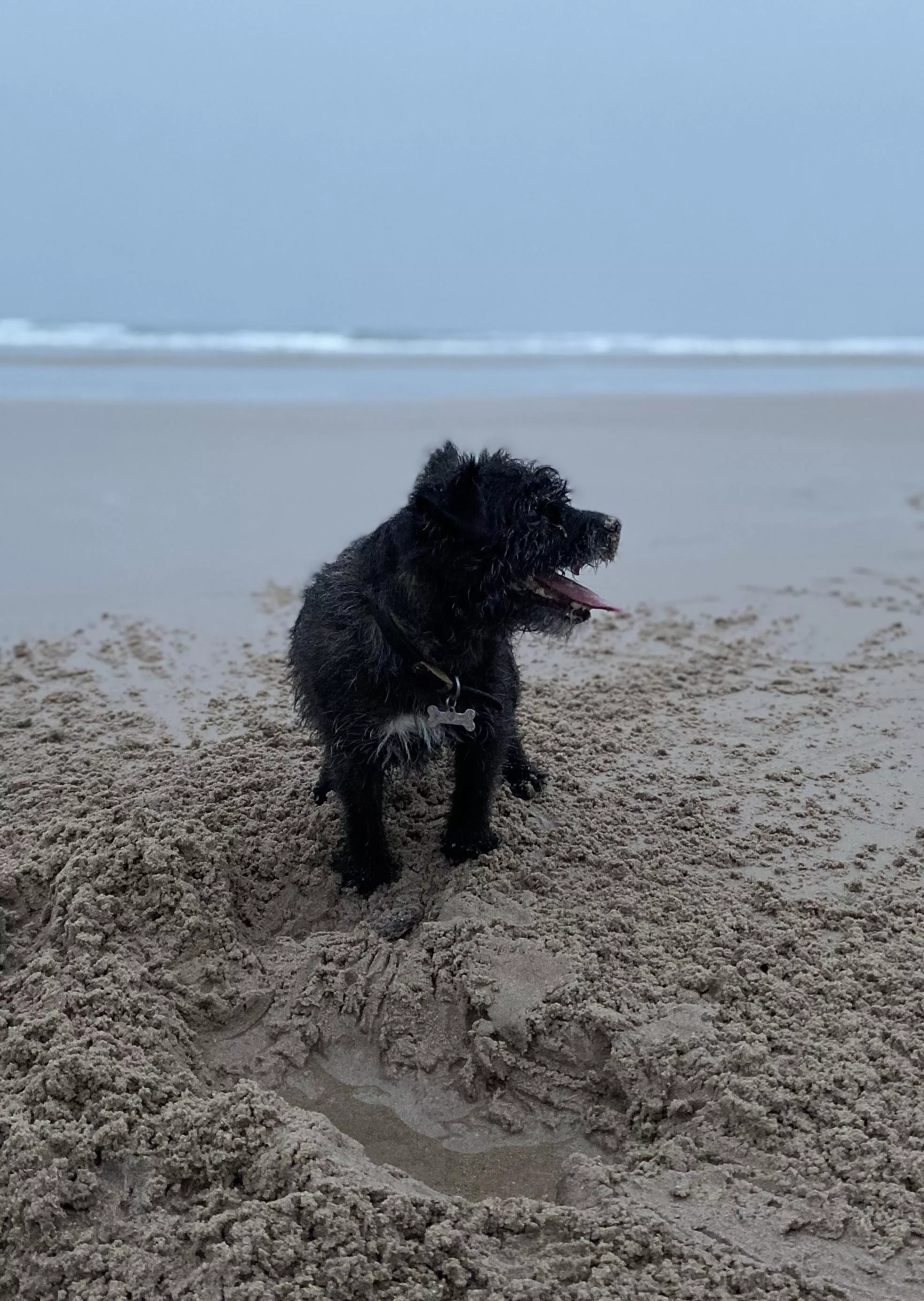 A sandy Terrier at Bamburgh, UK A sandy Terrier at Bamburgh, UK