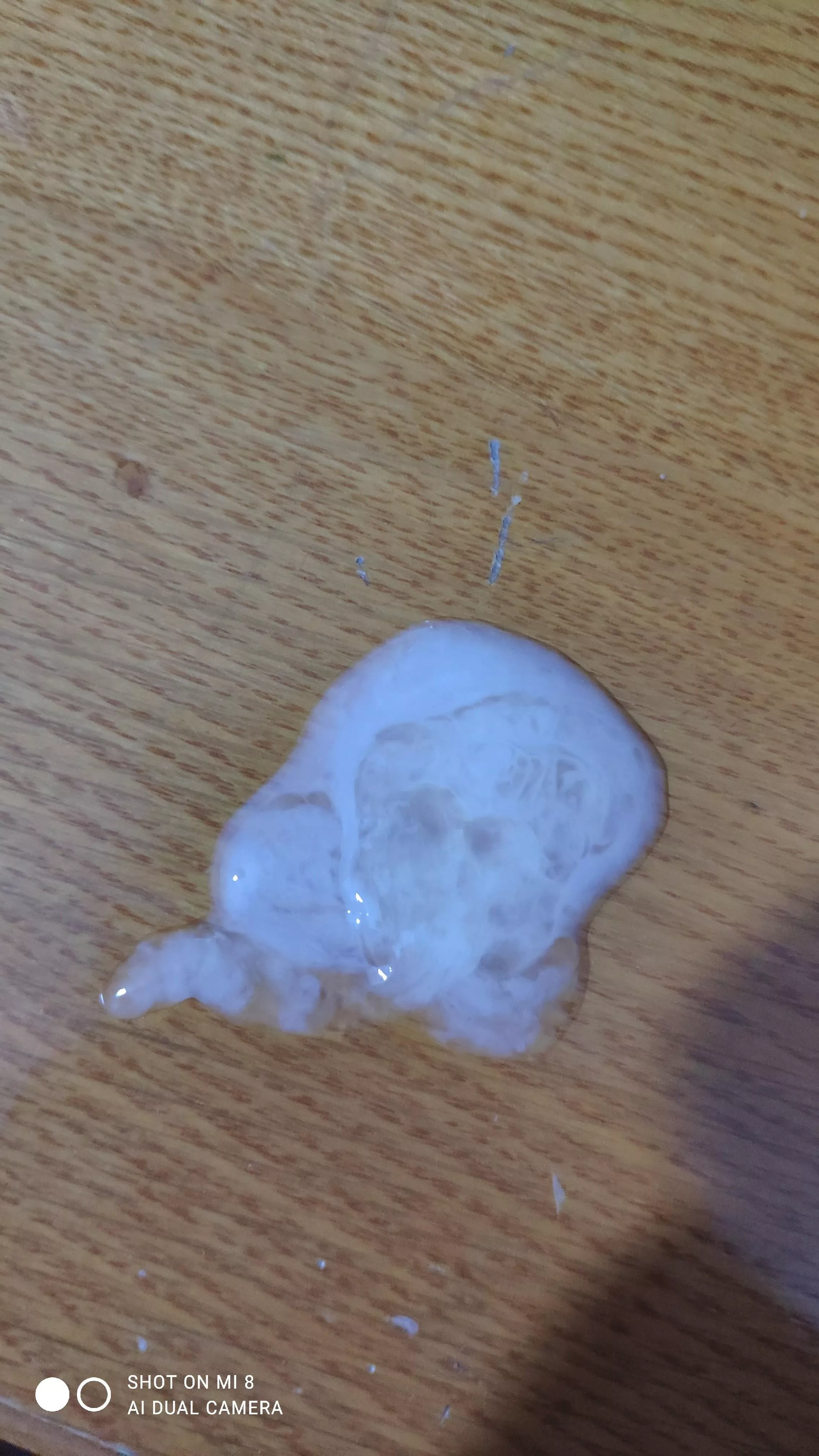 A Turkish bear man's milk