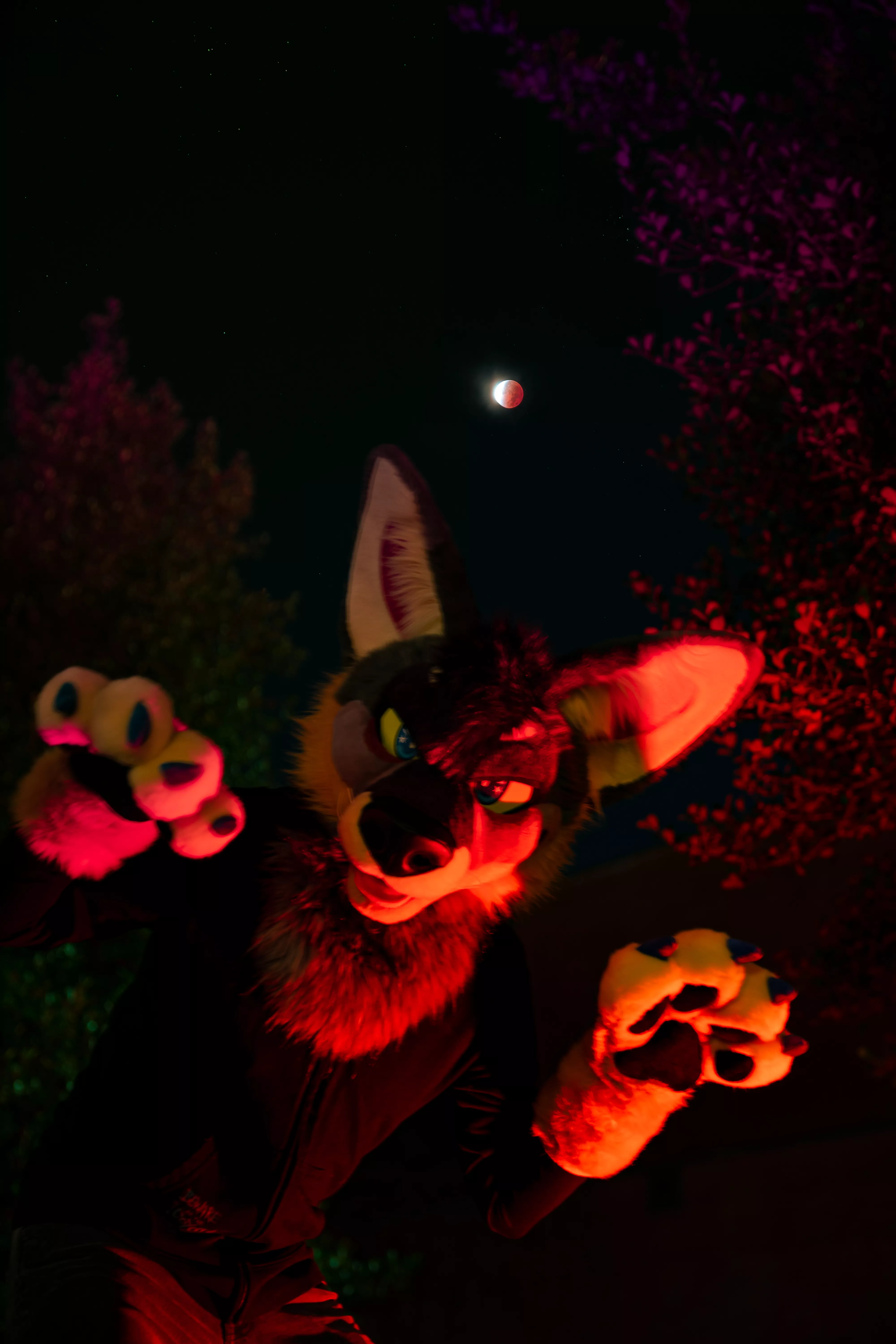 A were-yote under this past week's lunar eclipse