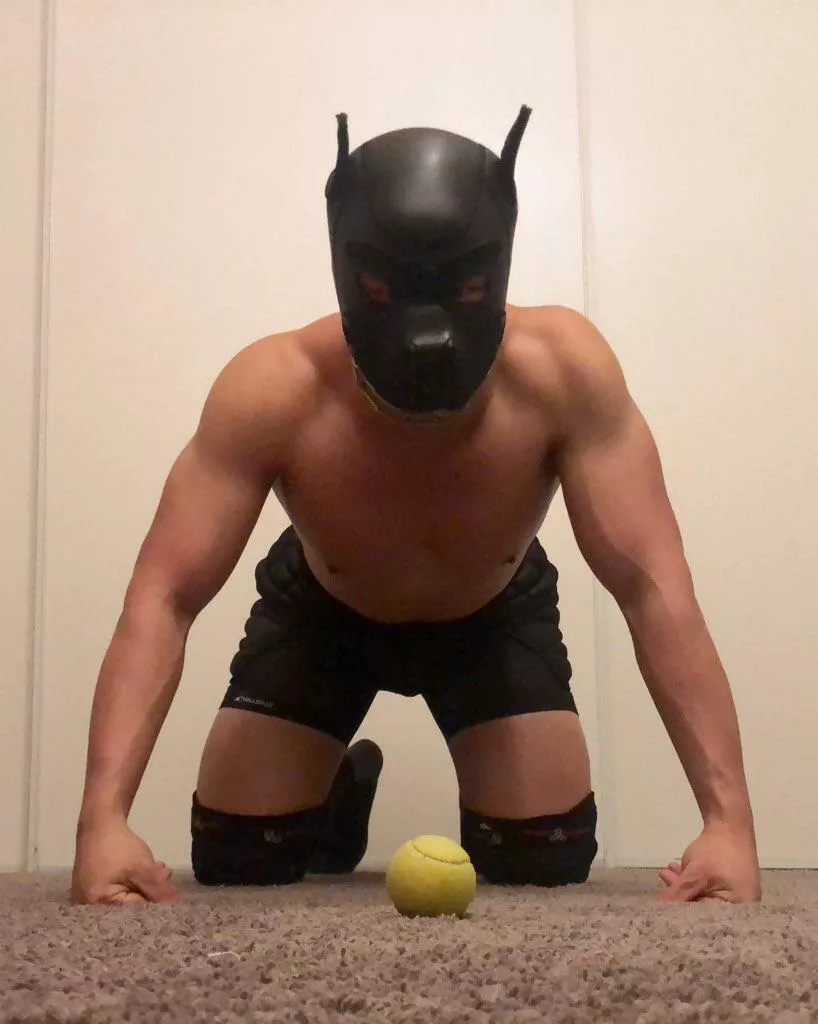 Ace wants more weekend time to play with the ball! 🎾 ♠️ #neoprene #musclepup #k9 #woof #pupplay