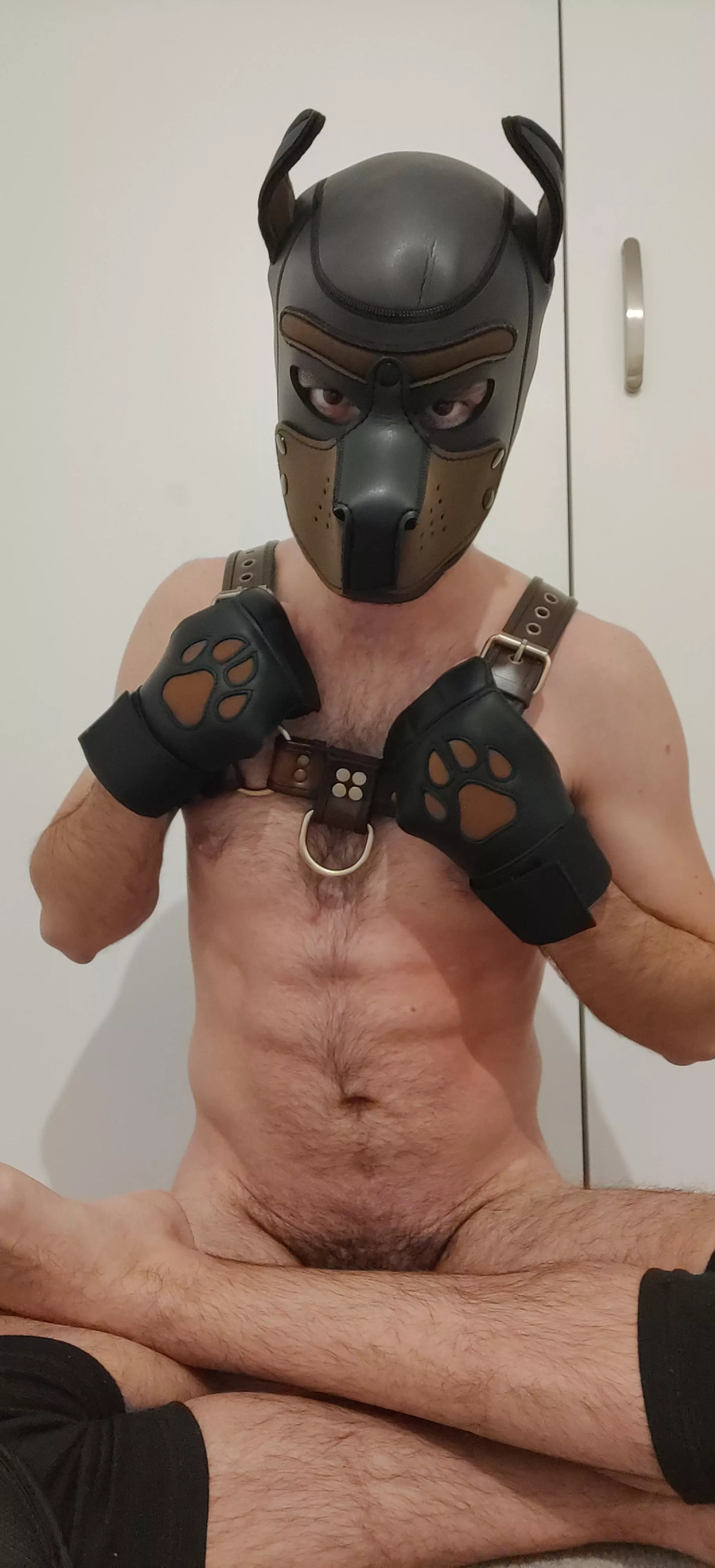 All you have to do is pull the harness and call me a good boy 🐾👀