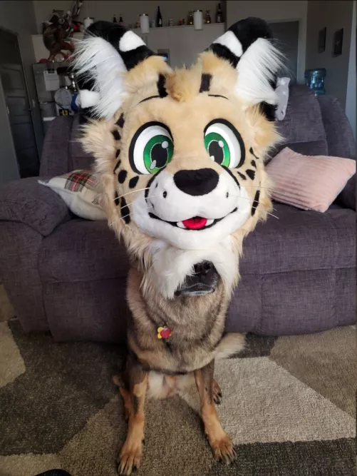 Alone in this world is a little CatDog