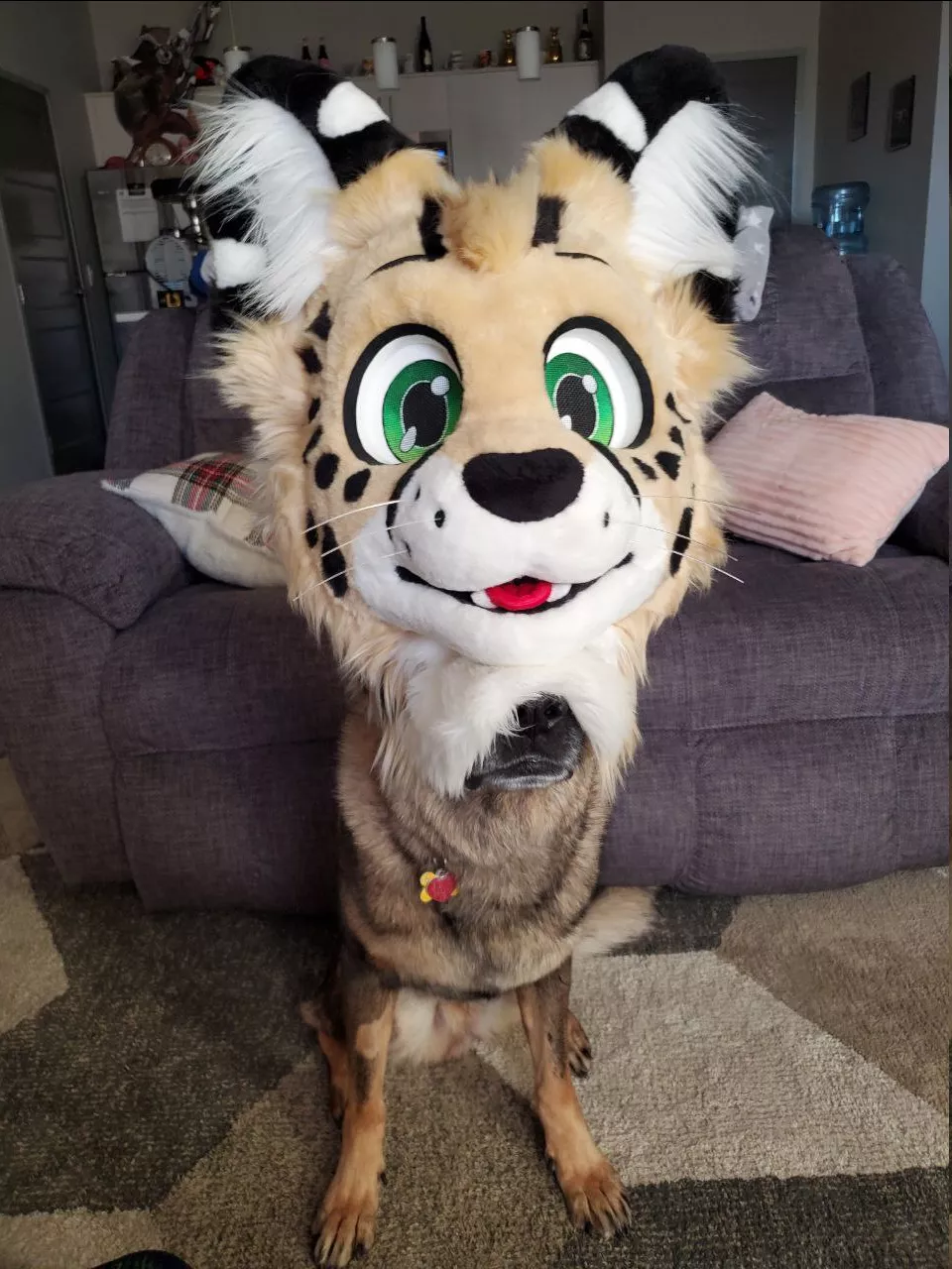 Alone in this world is a little CatDog