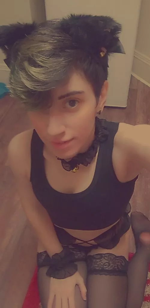 Any Place For A Stray Around Here 🤍🐾