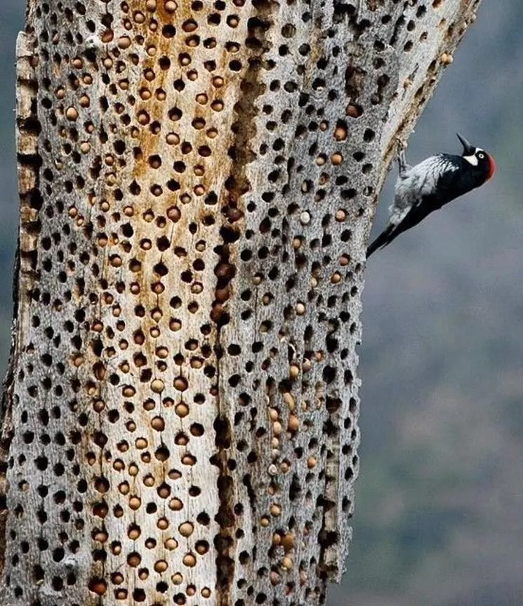Anyone else see this pic of stored acorns in a tree (from a woodpecker) and wanna pop it?