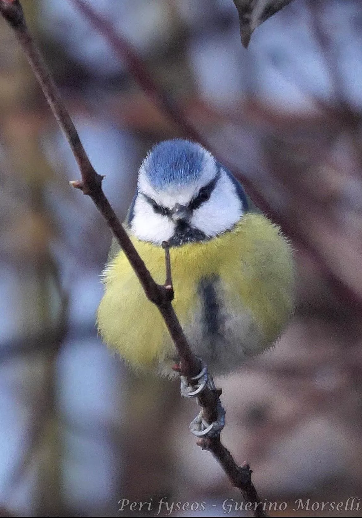 Beautiful Blue Tit