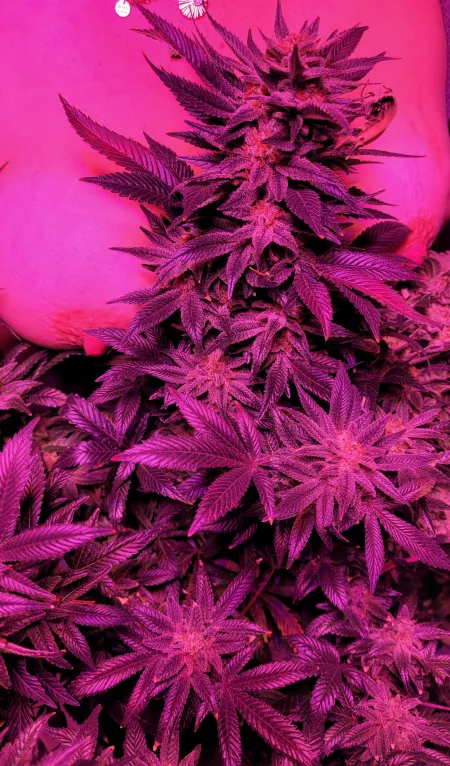 Buds and Boobs (f) Buds and Boobs (f)