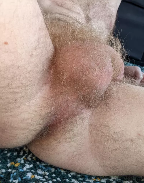Bush, balls and taint covered in my ginger fur.