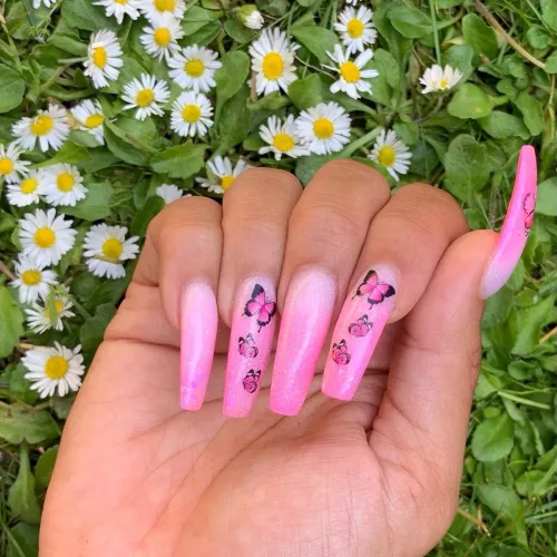 Butterflies 🦋