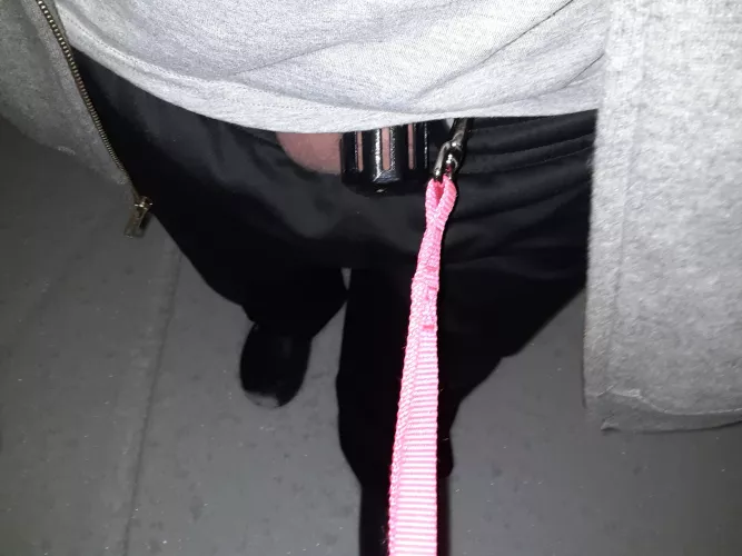 Caged clitty is leashed and taken for a walk. It's only 20 degrees out...πππ₯Ά