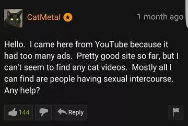 Cat videos