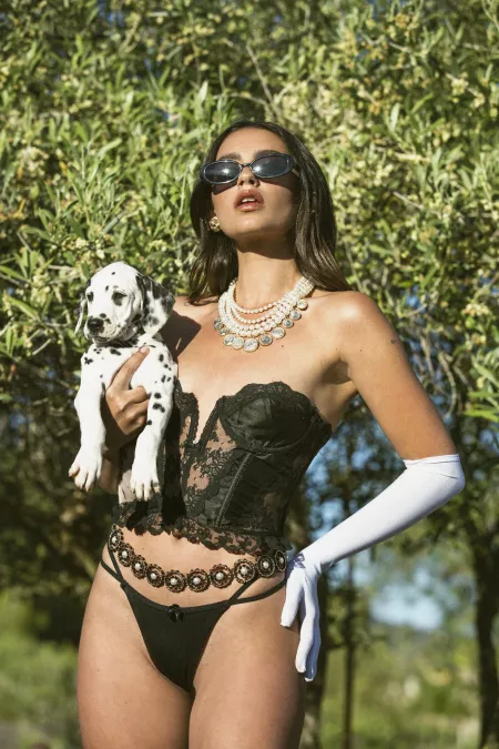 Dalmation