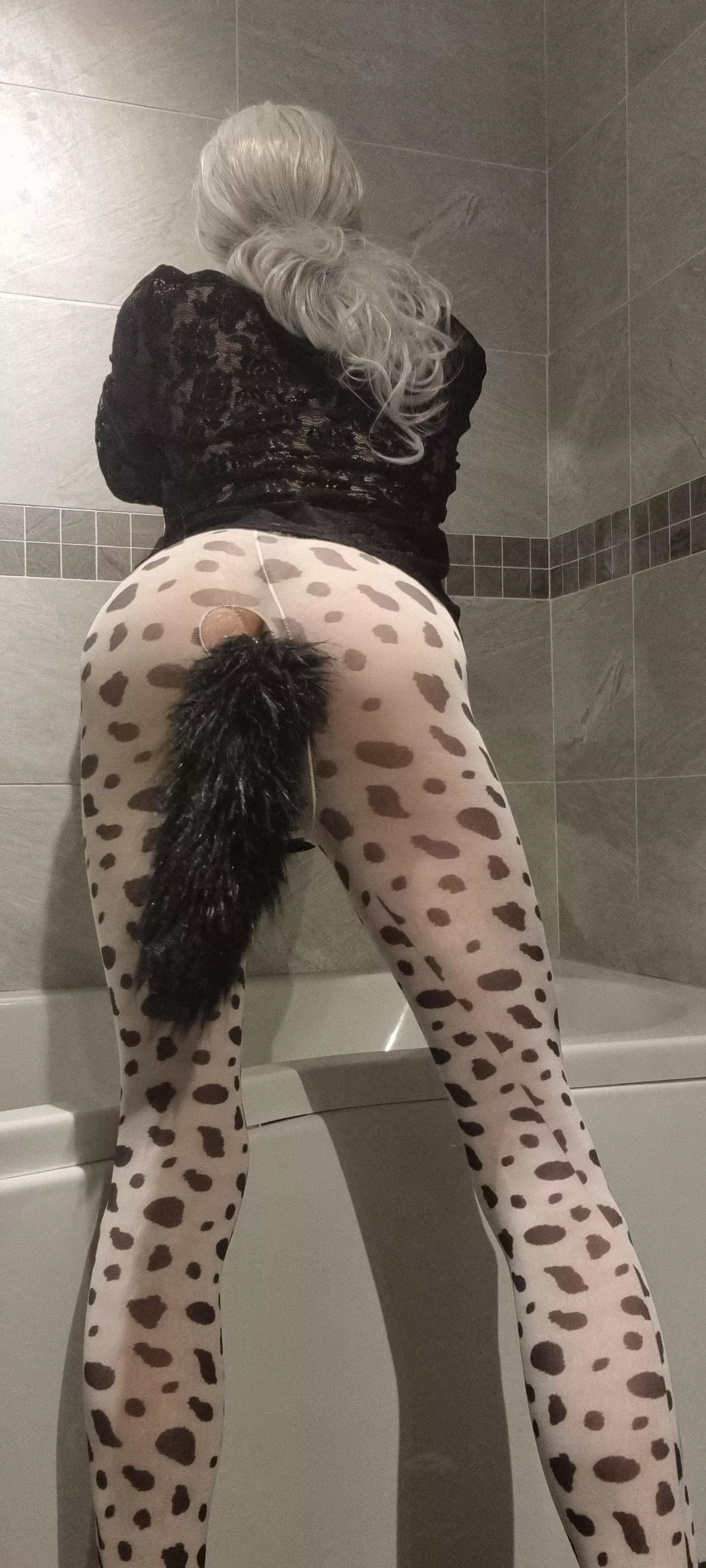 Dalmation Sensation Dalmation Sensation