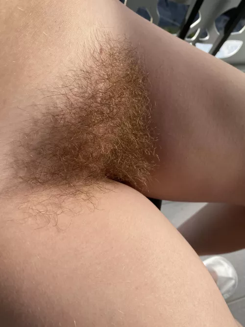 do you like my wild ginger bush?