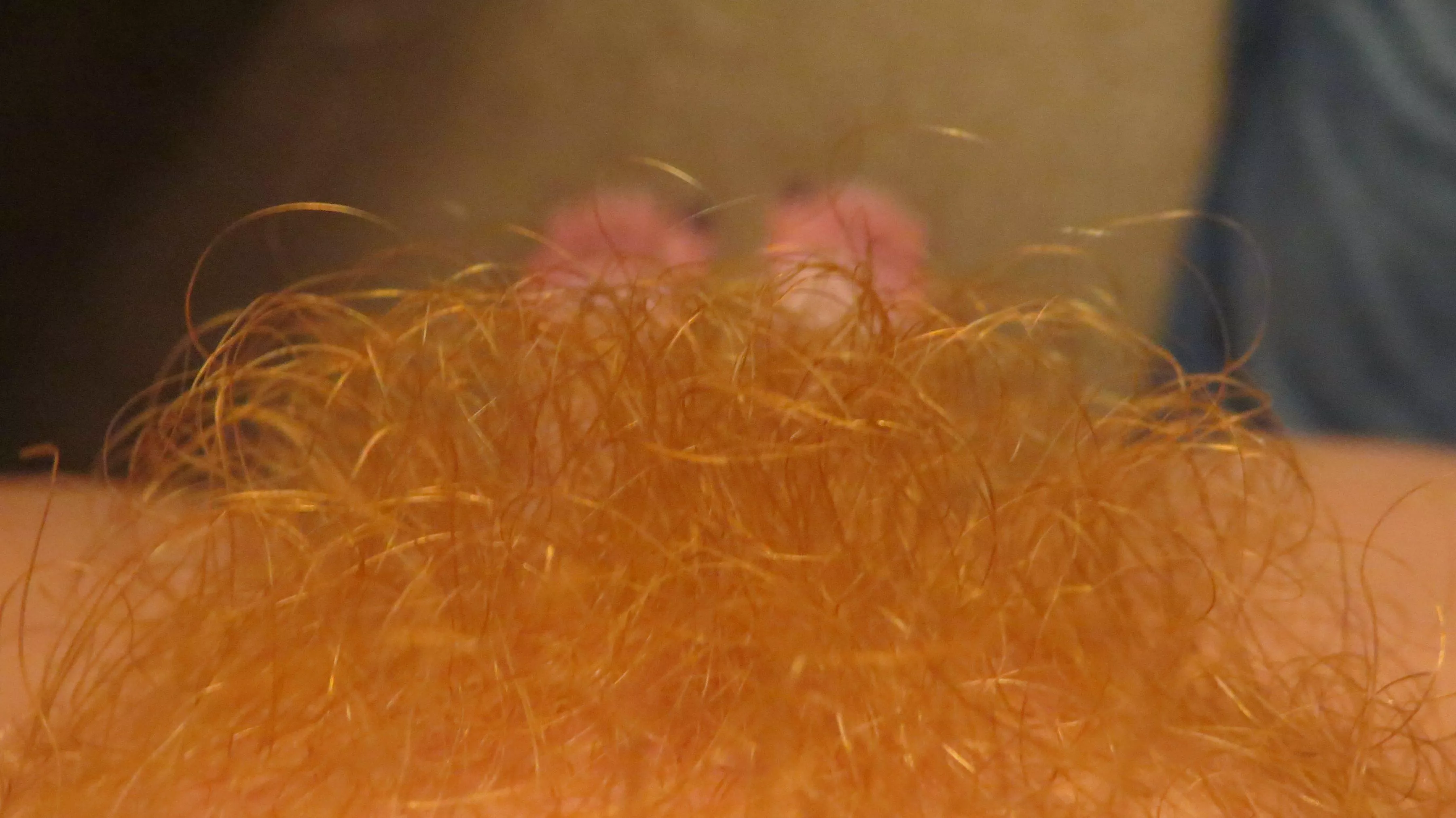 Do you think I should shave my bush? Do you think I should shave my bush?