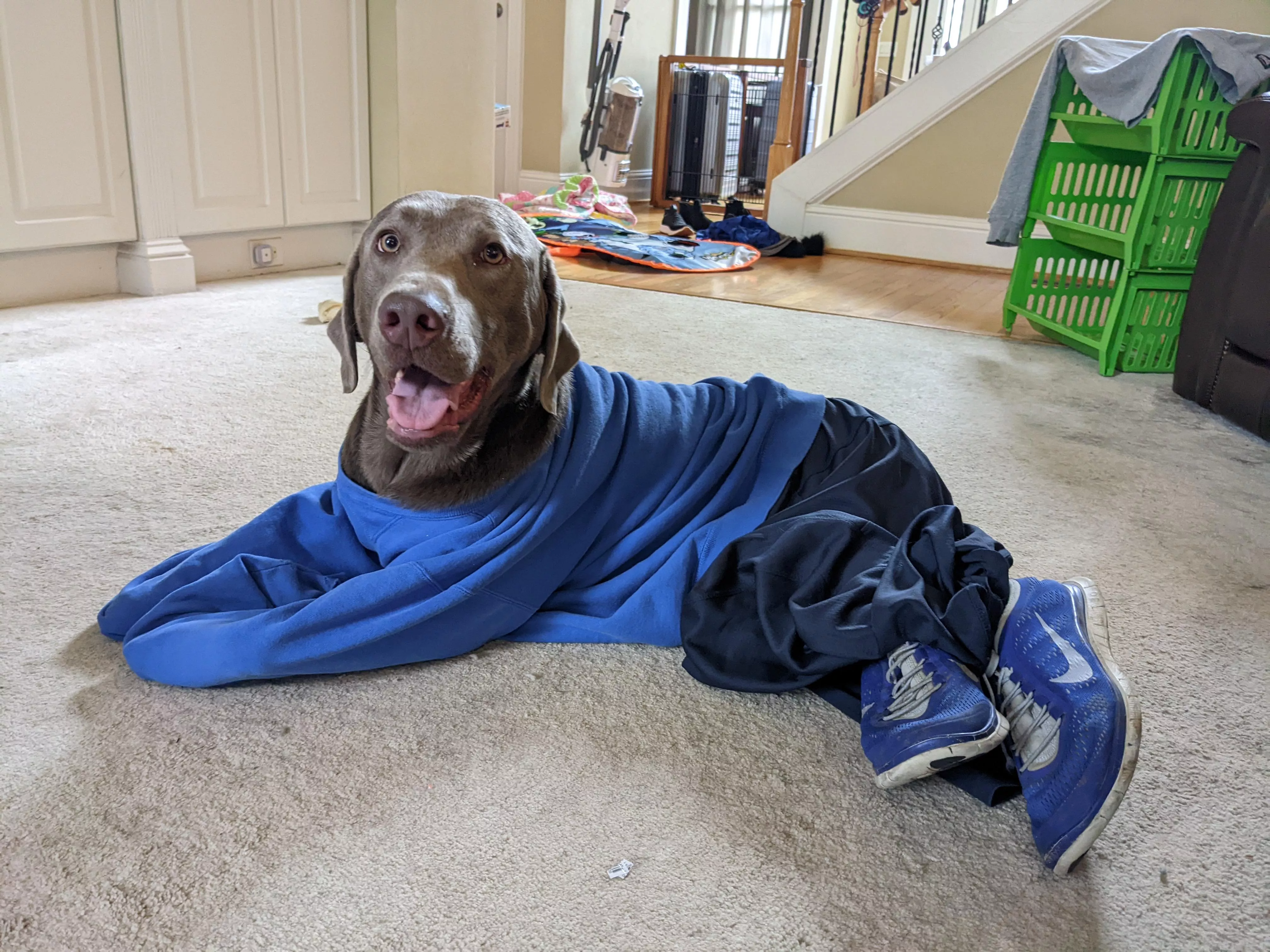 does whole outfit puppy count?