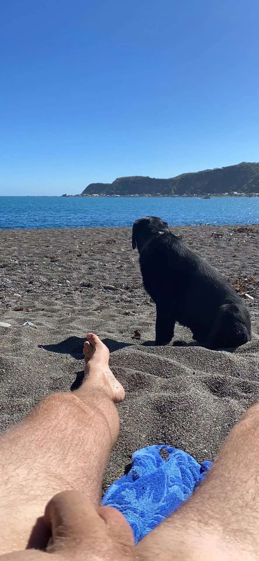 Dog is shy at nudist beach (kept his collar on) Dog is shy at nudist beach (kept his collar on)