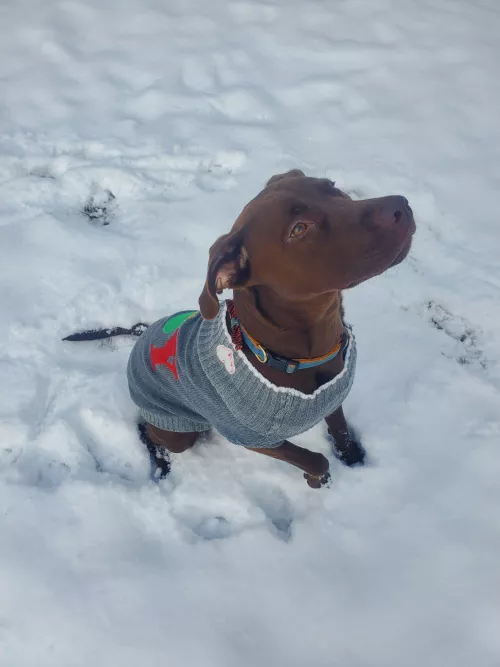 Ellie, playing in the snow