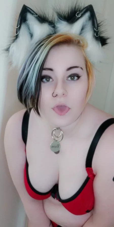 (F19) red and black kitten ??