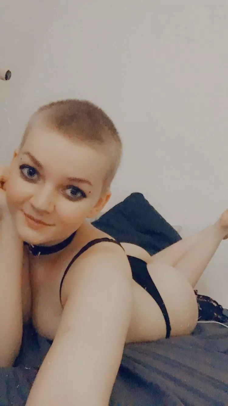 F19 Rose Santamonica F19 Rose Santamonica