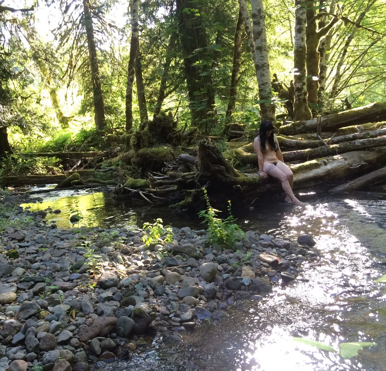 Forest Brook Forest Brook