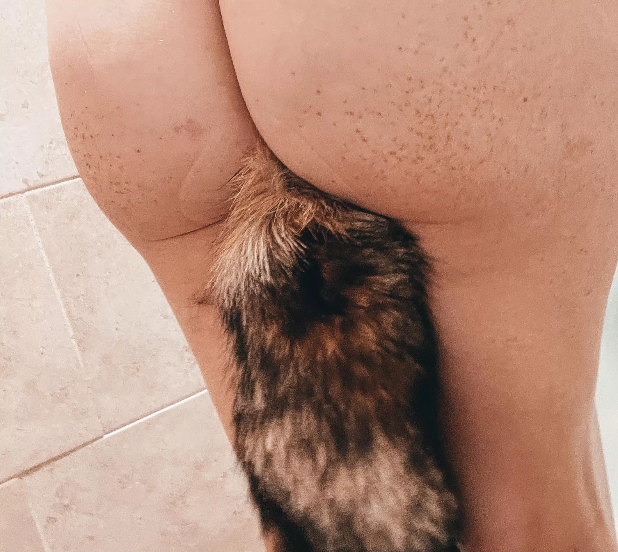 Fox Fox