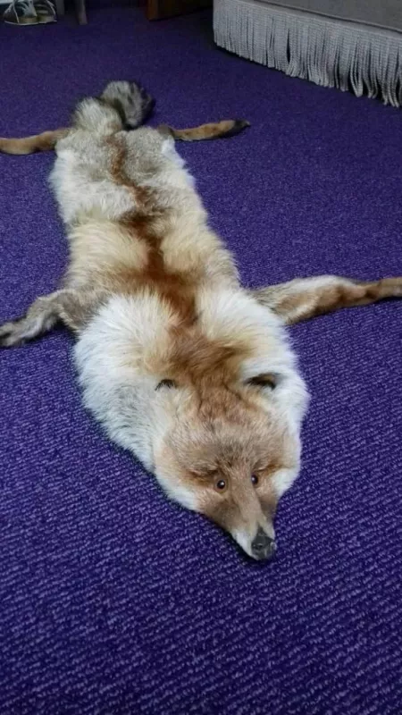 Fox fur to give away for free. It may be usefull in viking reenactment.