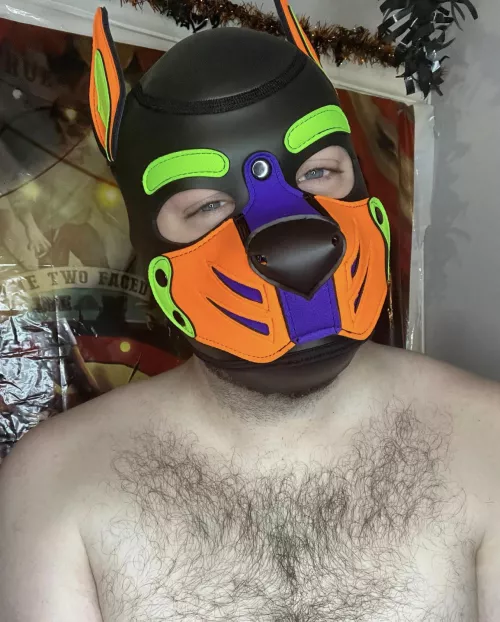 Furry pup wants to snuggle 🐶- insta: pup.Spencer