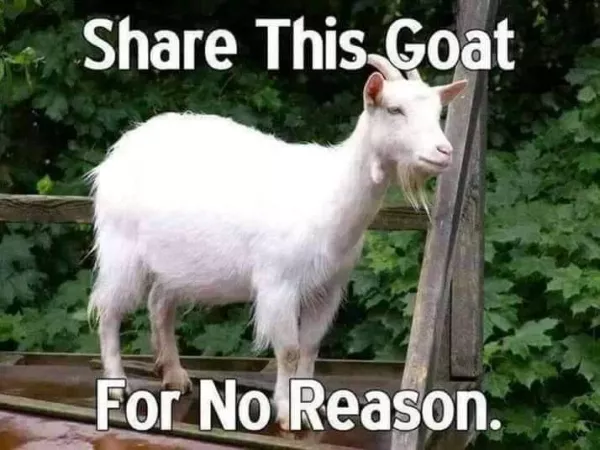 Goat Goat