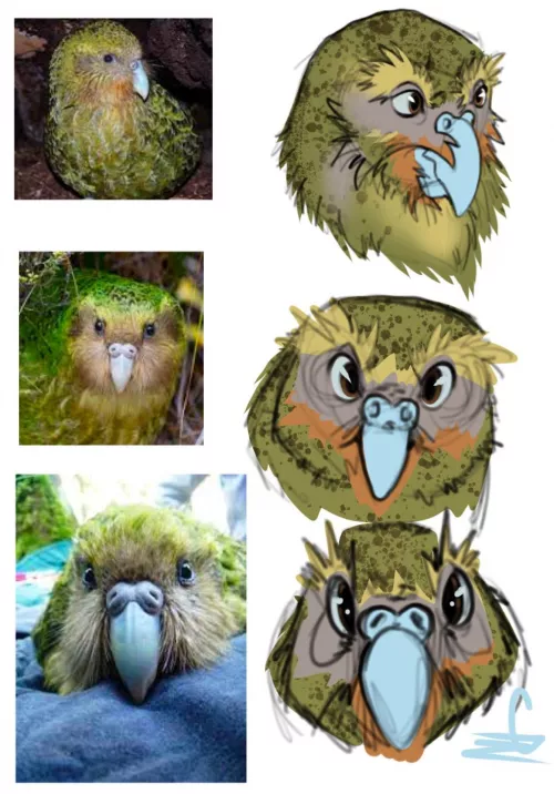 good morning reddit! sketch page today is the kakapo :) art by me!