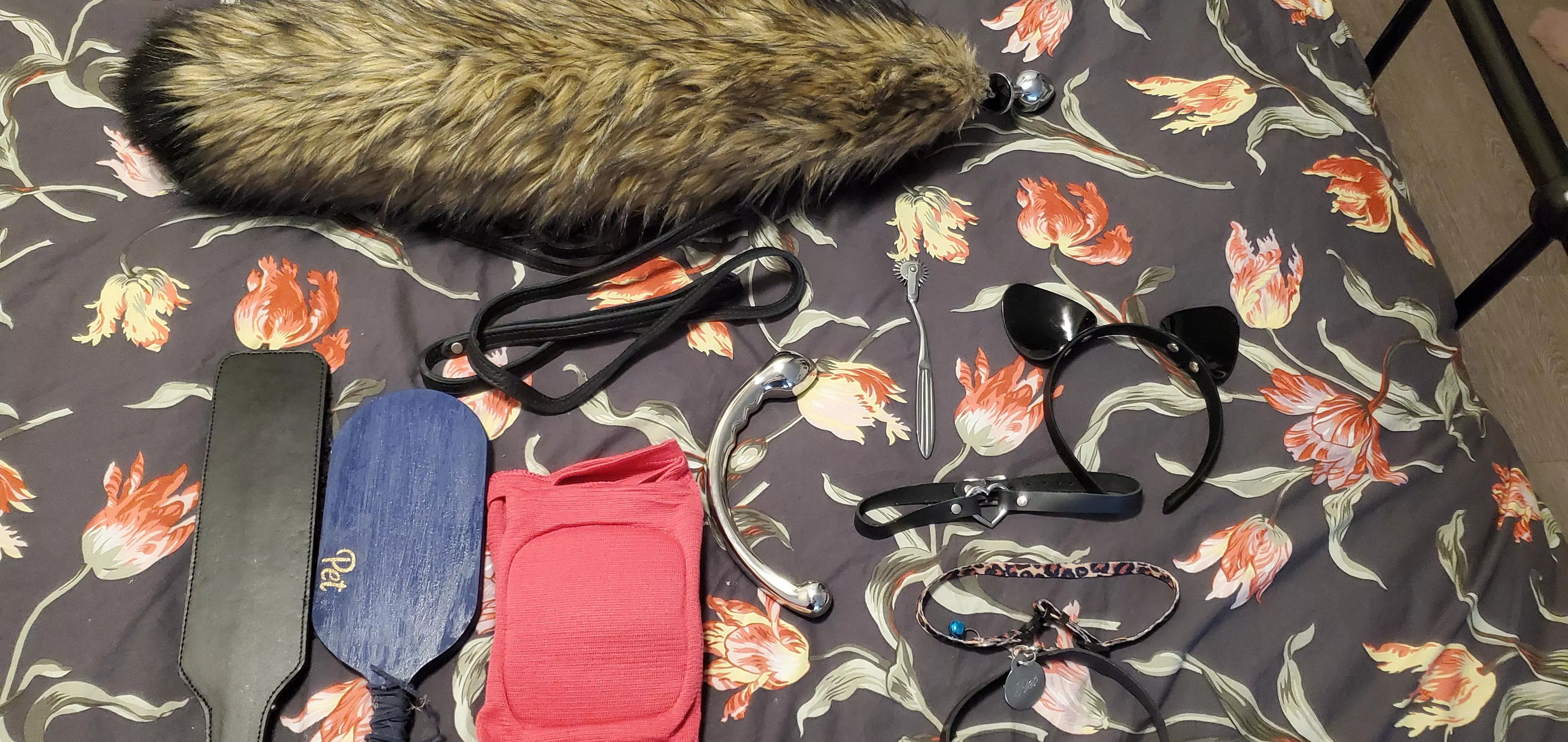 Good Pets prep for play dates with Daddy 😻