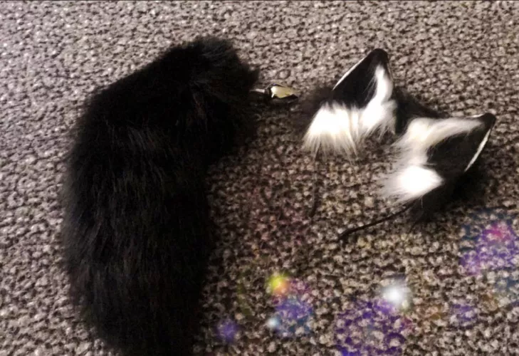 Got new puppy gear in the mail today 🐶💕. Next goal is bunny gear!