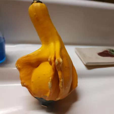 GOURD-GOUS