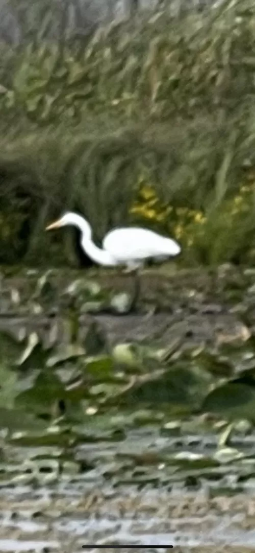 Great Egret Great Egret