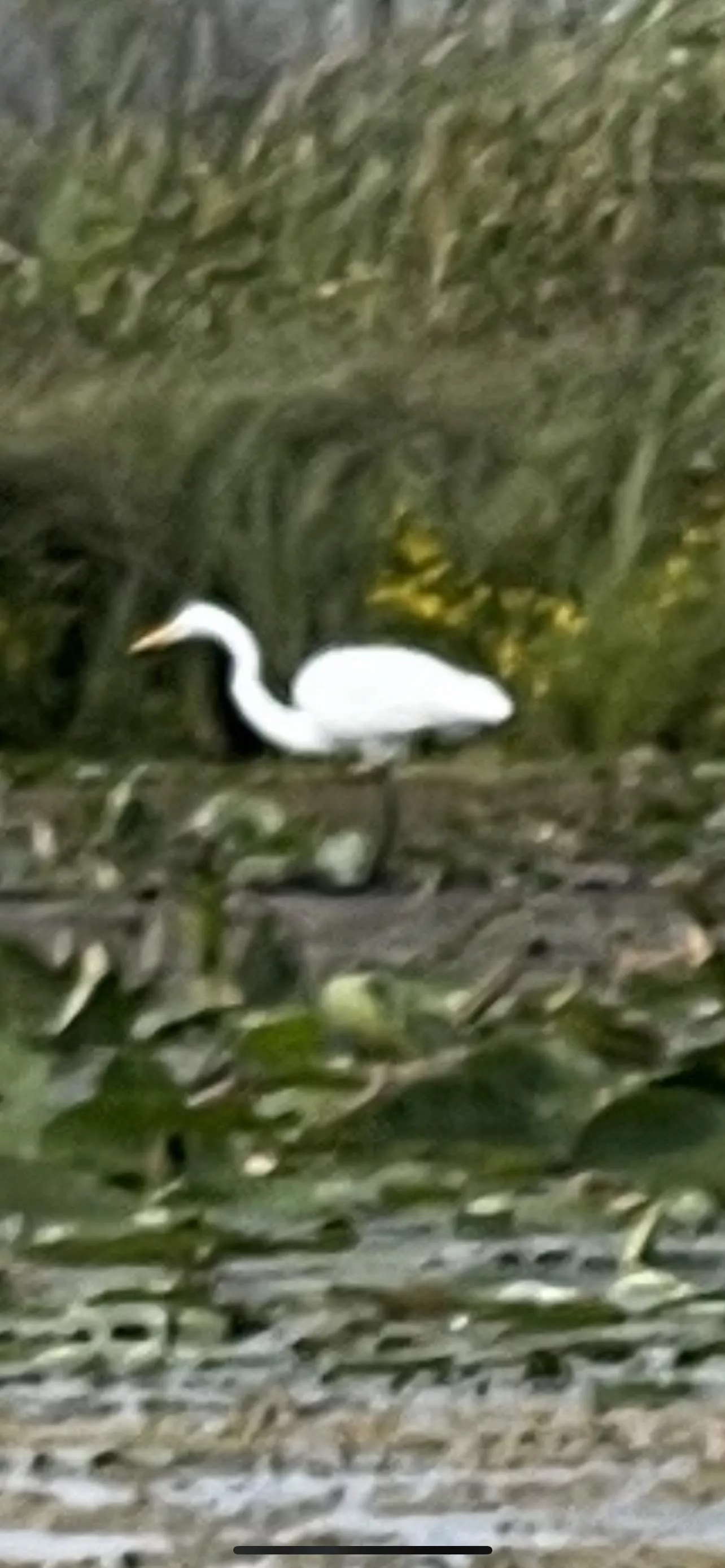 Great Egret Great Egret