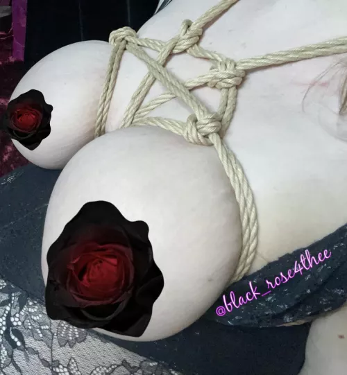 Happy Tied Tiddy Tuesday!