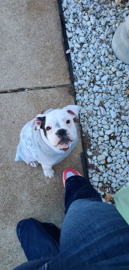 He name is Eleanor and she refuses to go anywhere without something on, especially if its a sweater