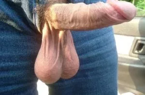 Heavy and full bull balls Heavy and full bull balls