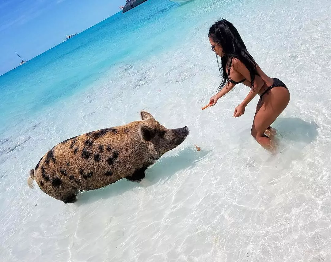 Here Piggy Piggy Here Piggy Piggy